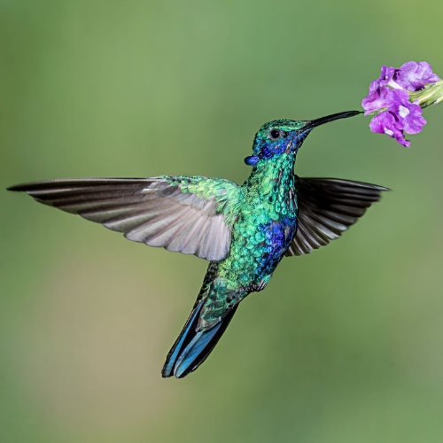 colibri